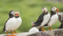 More than four in ten species have experienced population decline since 1970, including puffins (pictured). Image: the National Trust